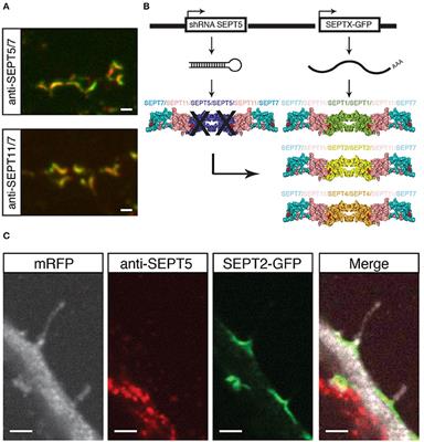 Functional Redundancy of Septin Homologs in Dendritic Branching